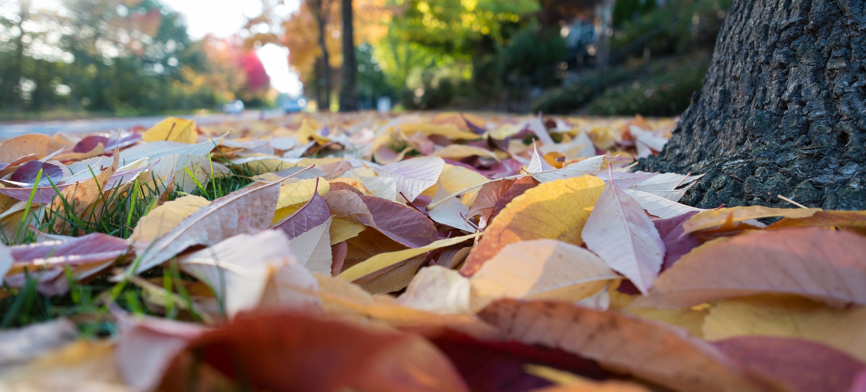 blog